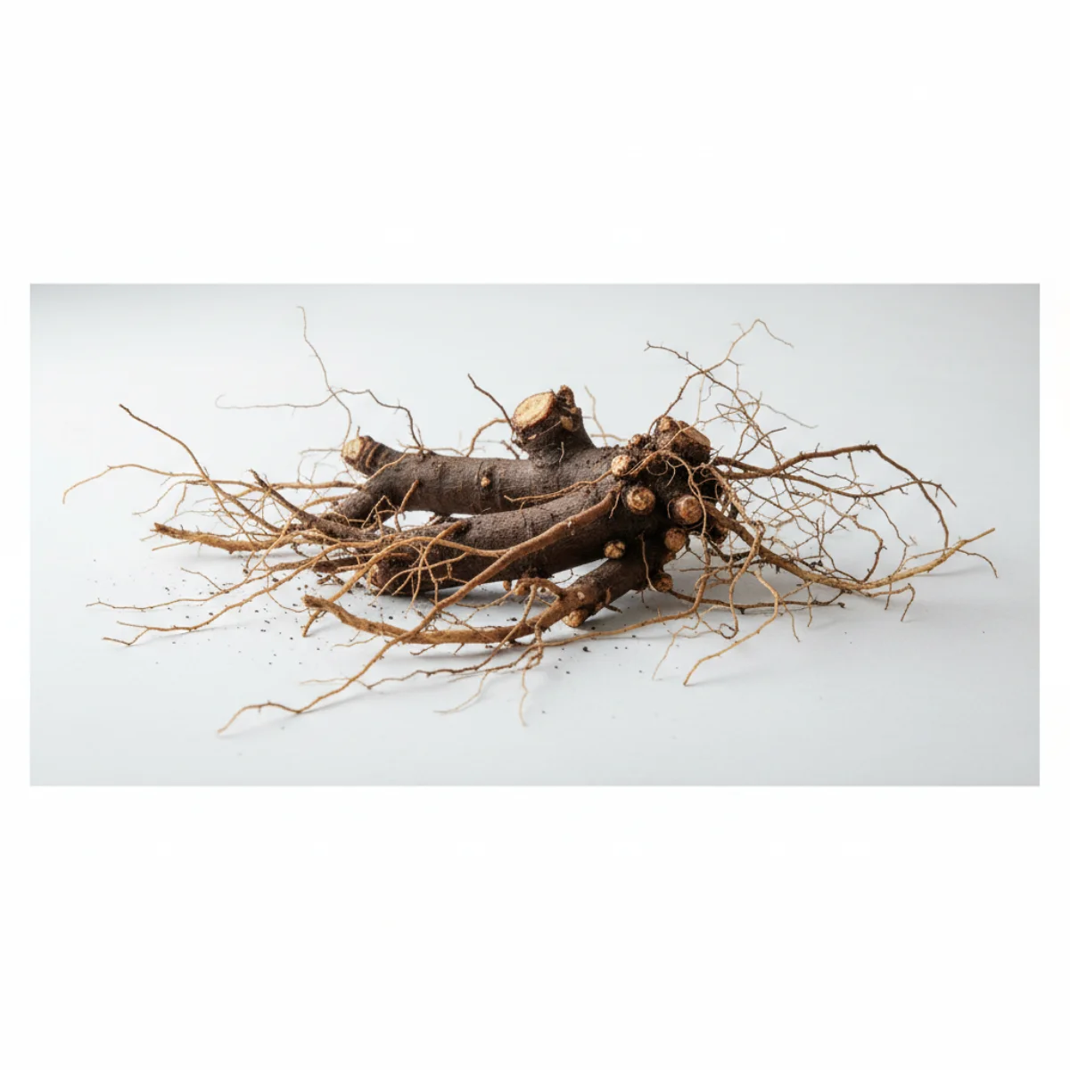 Black Cohosh Side Effects: Safety & What to Know