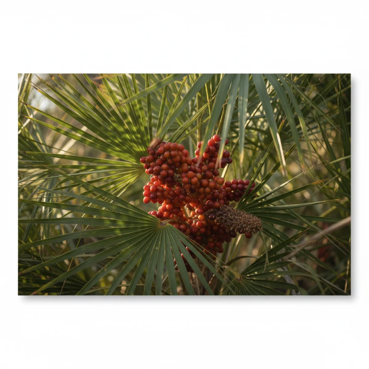 Saw Palmetto Side Effects: Safety Profile & Risks