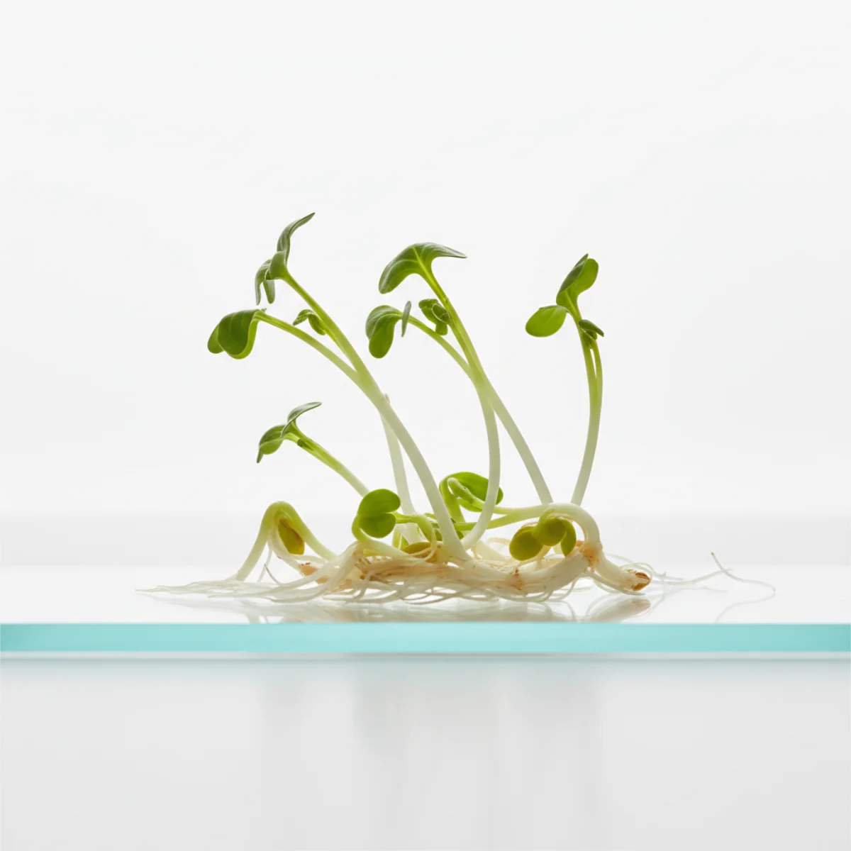 Broccoli Sprout Extract